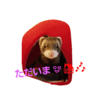 フェレットのももちゃん（個別スタンプ：7）