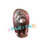 フェレットのももちゃん（個別スタンプ：10）