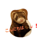 フェレットのももちゃん（個別スタンプ：11）