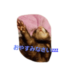 フェレットのももちゃん（個別スタンプ：12）