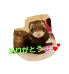 フェレットのももちゃん（個別スタンプ：13）