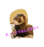 フェレットのももちゃん（個別スタンプ：16）