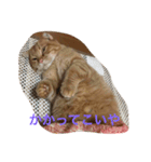 うちのトラかわいい（個別スタンプ：7）