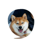 柴犬なな（個別スタンプ：1）