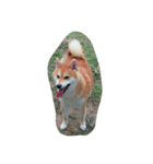 柴犬なな（個別スタンプ：2）