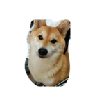 柴犬なな（個別スタンプ：3）