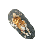 柴犬なな（個別スタンプ：4）
