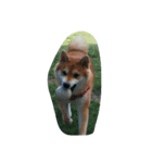 柴犬なな（個別スタンプ：5）