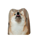 柴犬なな（個別スタンプ：6）