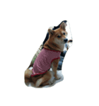 柴犬なな（個別スタンプ：7）