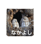 ふくろうのマーチ（個別スタンプ：6）