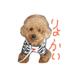 トイプードルのショコラ1（個別スタンプ：2）