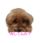 トイプードルのショコラ1（個別スタンプ：3）