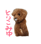 トイプードルのショコラ1（個別スタンプ：4）