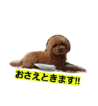 トイプードルのショコラ1（個別スタンプ：5）