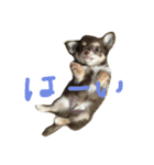 チョコ色チワワ（個別スタンプ：2）