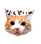 姫路弁猫写真スタンプ（個別スタンプ：1）