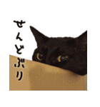 姫路弁猫写真スタンプ（個別スタンプ：2）