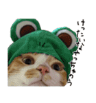 姫路弁猫写真スタンプ（個別スタンプ：7）