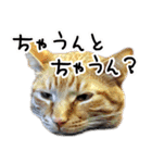 姫路弁猫写真スタンプ（個別スタンプ：8）