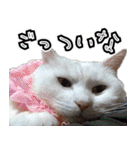 姫路弁猫写真スタンプ（個別スタンプ：11）