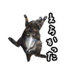 姫路弁猫写真スタンプ（個別スタンプ：12）