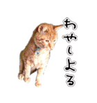 姫路弁猫写真スタンプ（個別スタンプ：14）