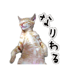 姫路弁猫写真スタンプ（個別スタンプ：17）