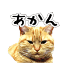 姫路弁猫写真スタンプ（個別スタンプ：19）