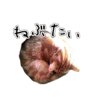 姫路弁猫写真スタンプ（個別スタンプ：22）