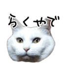 姫路弁猫写真スタンプ（個別スタンプ：24）