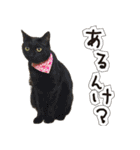 姫路弁猫写真スタンプ（個別スタンプ：26）