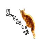 姫路弁猫写真スタンプ（個別スタンプ：27）