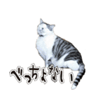 姫路弁猫写真スタンプ（個別スタンプ：28）