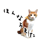 姫路弁猫写真スタンプ（個別スタンプ：29）