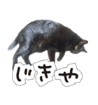 姫路弁猫写真スタンプ（個別スタンプ：30）