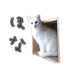 姫路弁猫写真スタンプ（個別スタンプ：31）