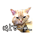 姫路弁猫写真スタンプ（個別スタンプ：32）