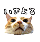 姫路弁猫写真スタンプ（個別スタンプ：35）