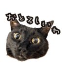姫路弁猫写真スタンプ（個別スタンプ：36）