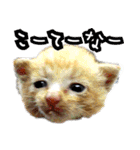 姫路弁猫写真スタンプ（個別スタンプ：40）