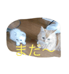 マロンレオン❤（個別スタンプ：3）