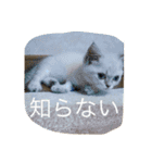 マロンレオン❤（個別スタンプ：5）