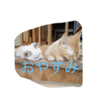 マロンレオン❤（個別スタンプ：8）
