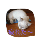 マロンレオン❤（個別スタンプ：10）