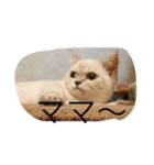 マロンレオン❤（個別スタンプ：11）