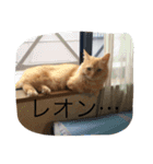 マロンレオン❤（個別スタンプ：13）