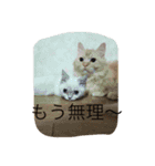 マロンレオン❤（個別スタンプ：16）