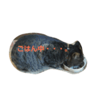 とらねこ1（個別スタンプ：5）