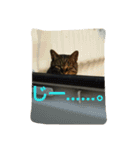 とらねこ1（個別スタンプ：7）